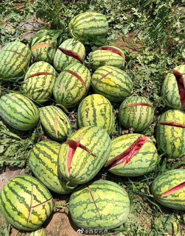 2000個(gè)西瓜被砍爛 兩三萬斤西瓜突遭滅頂之災(zāi) 瓜農(nóng)欲哭無淚
