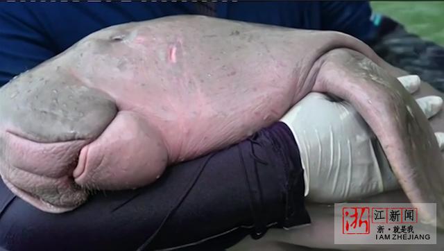 泰國(guó)儒艮寶寶離世 背后的兇手就是人類(lèi)